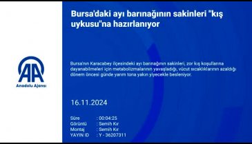 Bursa'daki ayı barınağının sakinleri kış uykusu"na hazırlanıyor