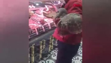 Bursa'da yuvasından düşen baykuşa bebek gibi baktılar!