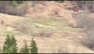 Artvinli gençler ayıyı çaya davet etti