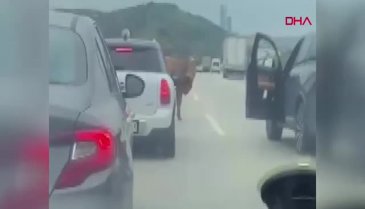 Bursa'da boğa trafiği durdurdu!