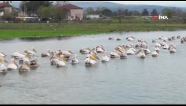 Bursa'da pelikanlar böyle görüntülendi