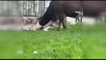 Doğum sancısı çeken ineği, belediye ekipleri doğurttu
