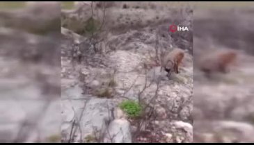 Bir vatandaş keçiyle sohbet etti!