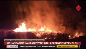 Bursa'da yakılan zeytin dalları panik yarattı! Alevler ve yoğun duman birçok noktadan görüldü...