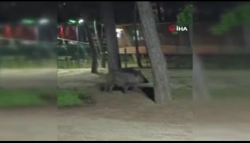Acıkan yaban domuzu mesire alanına indi