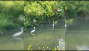 Bursa Nilüfer Çayı'nda görüntülendi: Hemen gözden kayboldu