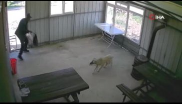 Zavallı köpeğe dehşeti yaşattı