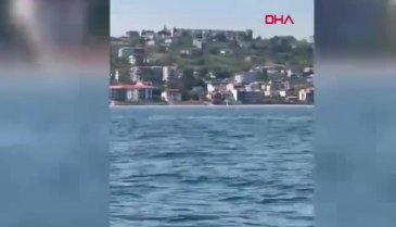 Tekirdağ açıklarında yunuslar görüntülendi