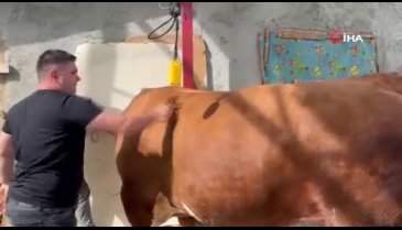 Bursa'nın en pahalı kurbanı! Bir araba fiyatına...