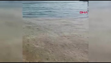 Müsilaj yeniden Marmara'da! Gemlik Körfezi'ni kapladı!