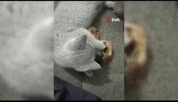 Bursa'da ormanda buldu: Böyle bir şey hiç görmedi! Bırakmak istedi ama...