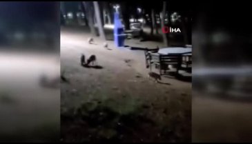 Piknikte karşılaştıkları domuz sürüsü panik oluşturdu