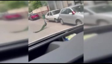 Bursa'da aniden görüldü: Şoke içinde kaldılar!