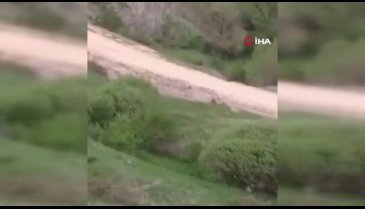 Ayı saldırısından köpekler sayesinde kurtuldu