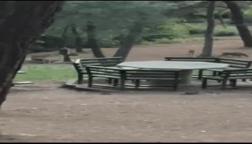 Bursa'da piknik alanında gördüklerine inanamadılar!