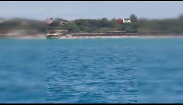 Akdeniz foku görüntülendi, turistler hayretler içinde izledi