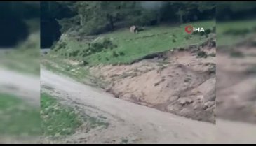 Muhtarın ayı için söyledikleri herkesi güldürdü! "Anam, paşam gel buraya"