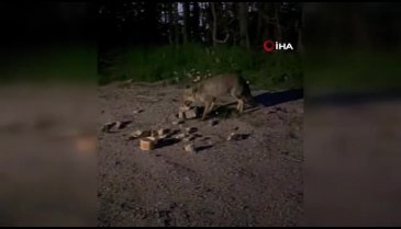 Uludağ'da tilkileri besledi, o anları kayda aldı
