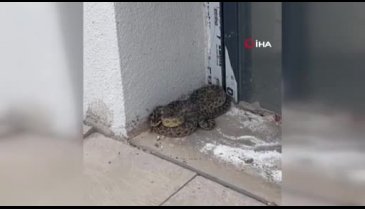 Bu kez de okulda çıktı! Panikle kaçtılar