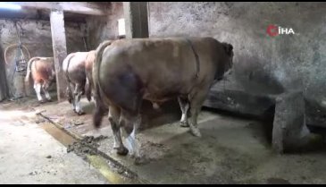 Herkes bu tosunu konuşuyor! 1 ton 200 kilo: O fiyata satıldı...