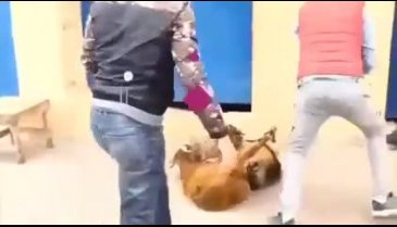 Bir ülkede kurban kesimi yasaklandı!