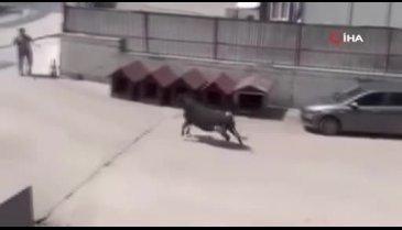 Kaçan kurbanlık panik dolu anlar yaşattı!
