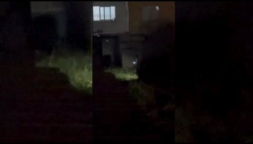 Bursa'da kurbanlık ipini kopardı!