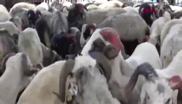 Bursa'da bir ilginç koçlar! Pazarın gözdesi oldu...