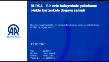 Bursa'da bir evin bahçesinde yakalanan oluklu kertenkele doğaya salındı