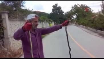 Yılanları elleriyle yakalayıp düğüm atan adam şoke etti