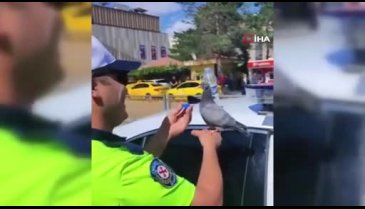 Güvercine su içiren trafik polisi merhametiyle yürekleri ısıttı
