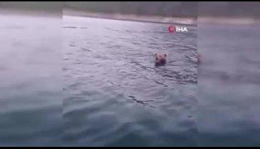 Barajda yüzen ayı görüntülendi
