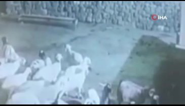 Kurdun kaptığı koyun ölü taklidi yaparak kurtuldu! Şoke eden anlar