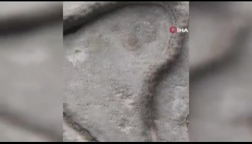 Ender görülüyor! Vatandaşlar tedirgin...