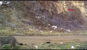 Ev kedilerinin atası Bursa'da görüntülendi!