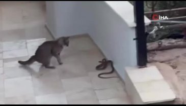 Yılana kafa tutan kedi