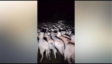 Film değil gerçek! Aniden ortaya çıktı, köpekler çaresiz kaldı...