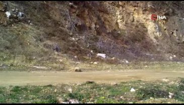 Uludağ'da yaban kedisi fotokapana takıldı