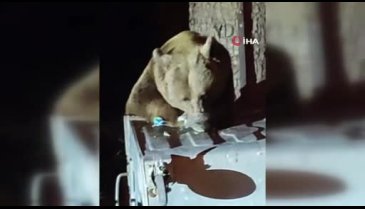 Uludağ'da aç kalan ayı çöplere dadandı