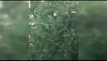 Bursa'da yürekleri ısıtan kurtarma Yavru karga ağaca sıkıştı, çaresizce bekledi