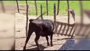 Bursa'da akılalmaz anlar! Başını belaya değil, merdivene soktu!