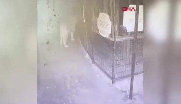 Aslan Zeus'un hayvanat bahçesinden kaçtığı anlar!