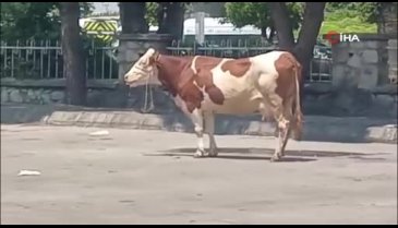 Mezbahadan kaçan inek ortalığı birbirine kattı
