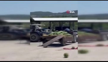Çiftçi kendi kaybetti! Hepsini parçaladı...