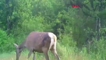 Bursa ormanlarında görüldü! Sakin adımlarla ilerledi