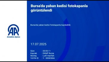 Bursa'da yaban kedisi fotokapanla görüntülendi