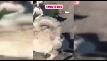 Bu nasıl insanlık? Büyük tepki çekti...