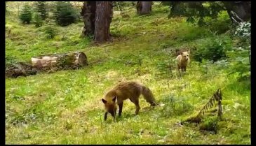 Ormanda beraber gezdiler! Bursa'da kameralara takıldı