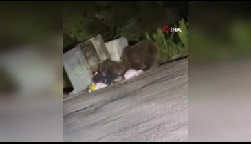 Bursa'da açlık krizi! Çöplere dadandılar