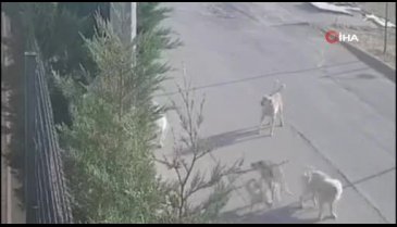 Bursa'da kadın sokak ortasında kabusu yaşadı